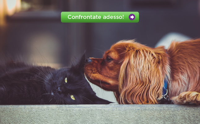 Assicurazione animali confronto